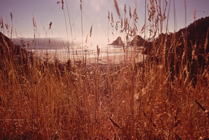 Heceta Head in Florence, Oregon