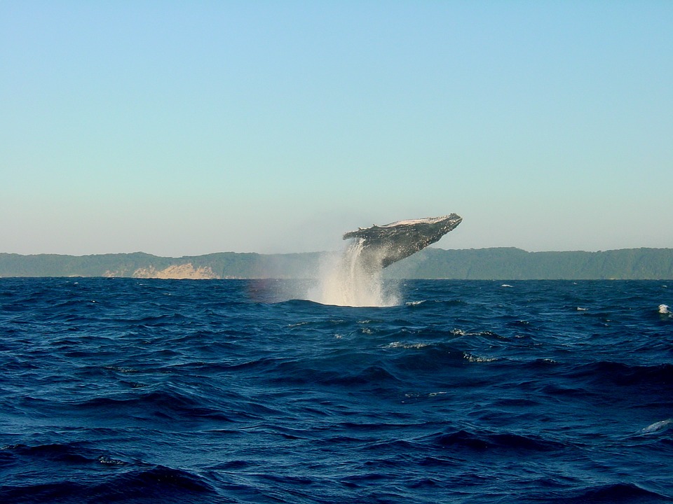Humpback whale leaping out of the water