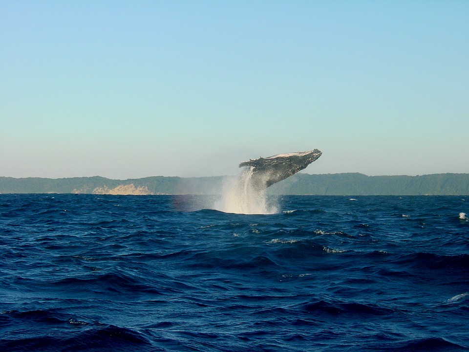The Pacific Coast Highway wildlife on and off the coasts of California, Oregon and Washington is one of the highlights of any trip.