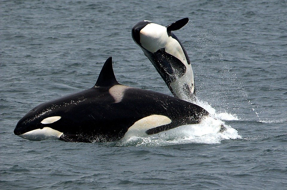 Two orca killer whales