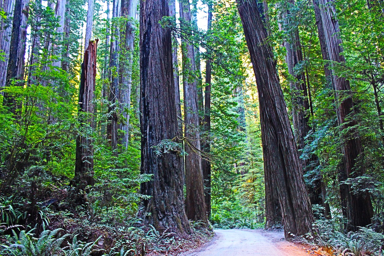 Redwood trees in Redwood National Park in California