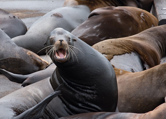 Sea lions in Astoria, Oregon