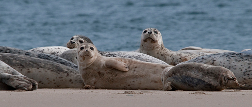 Dungeness National Wildlife Refuge