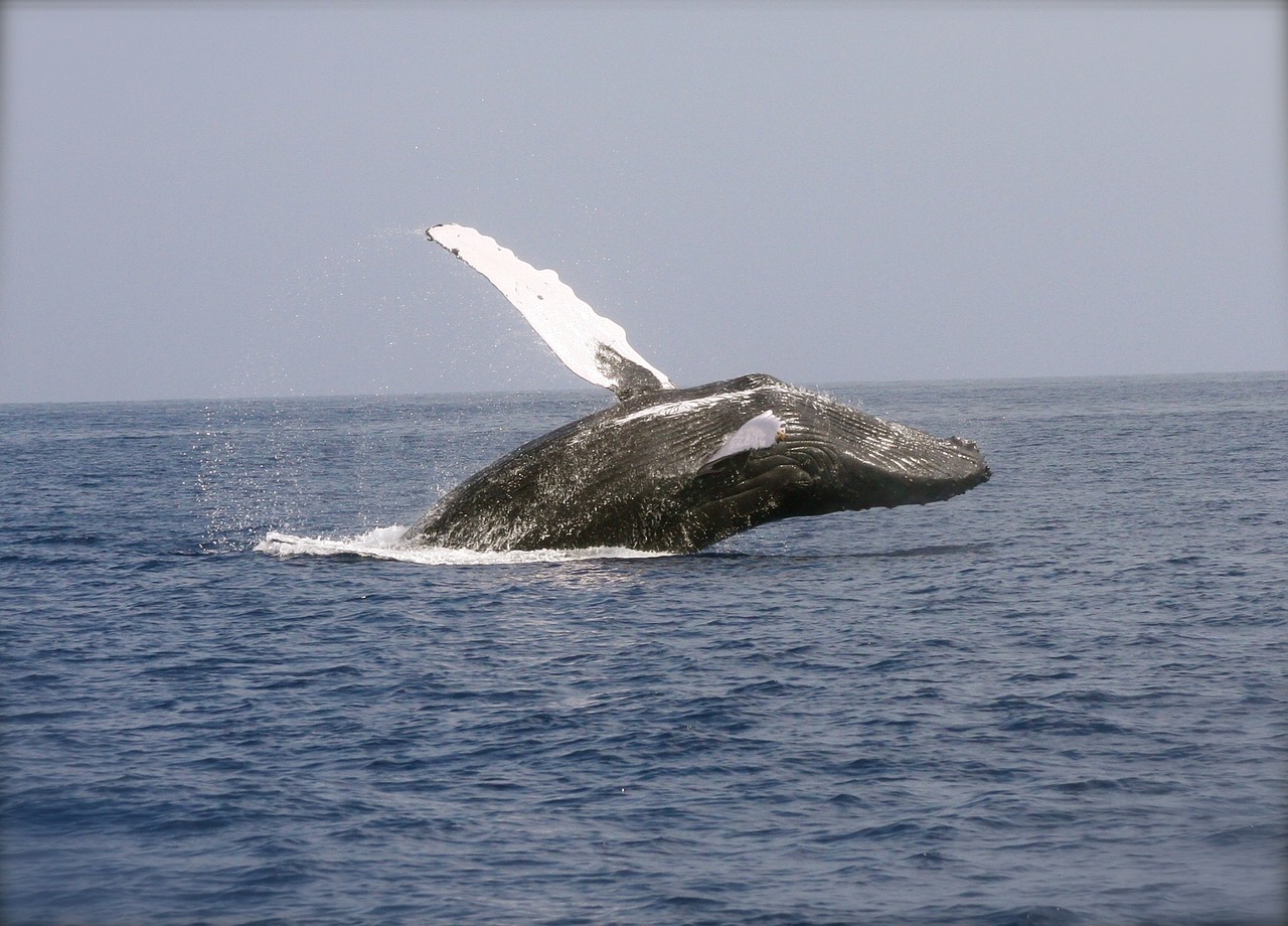 A Whale Breaching