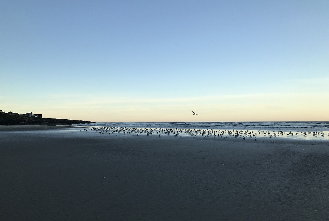 Seagulls at sunset on a beach at Yachats in Oregon